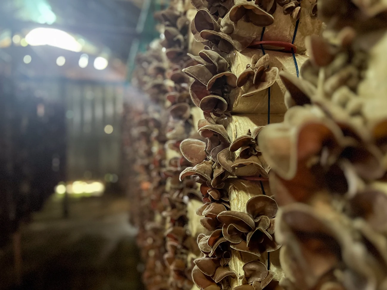 Mushrooms fruiting on substrate in the Ffwng growing tunnels