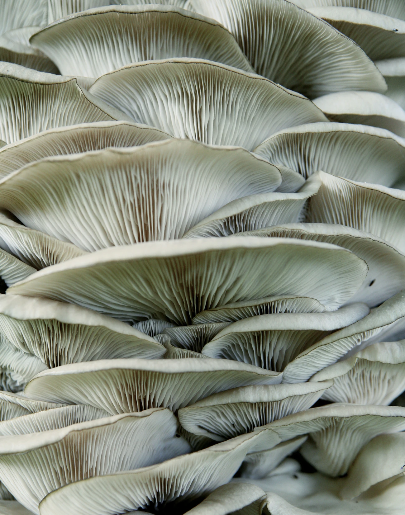Fresh Welsh oyster mushrooms, grown in North Wales