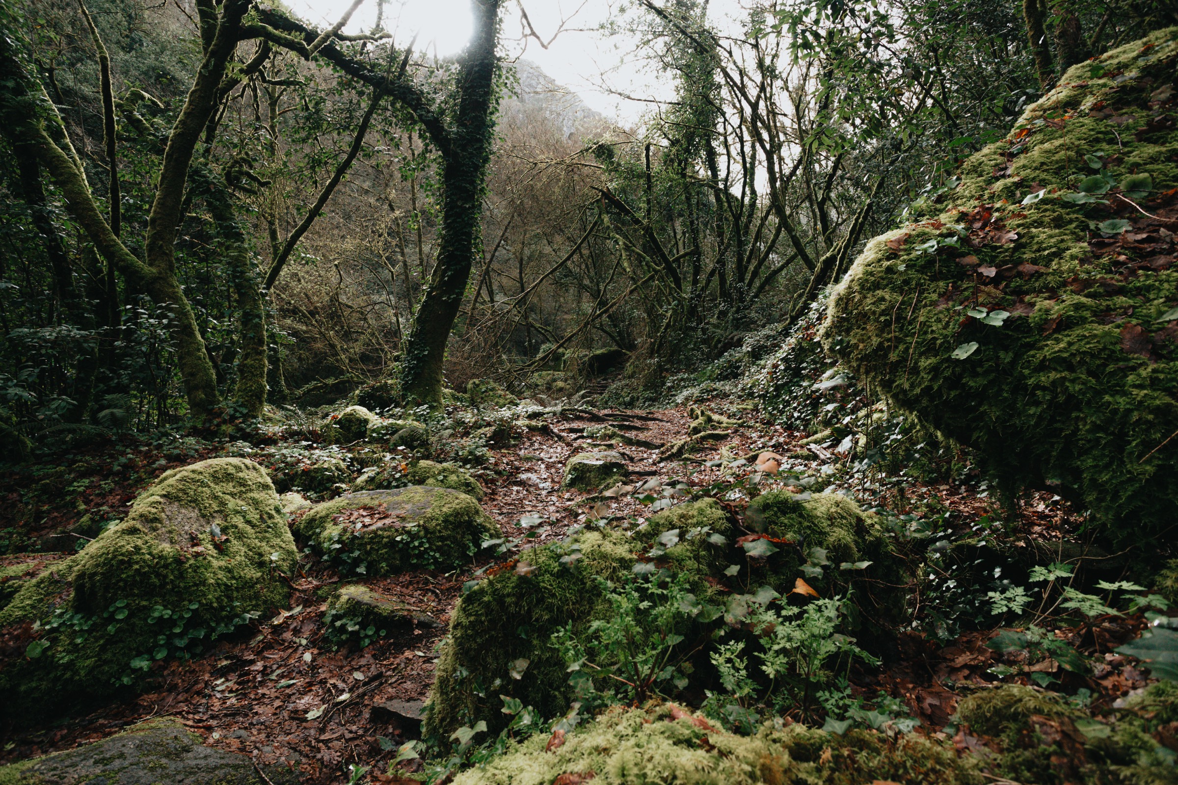 Mossy Atlantic woodland in the mountains of North Wales