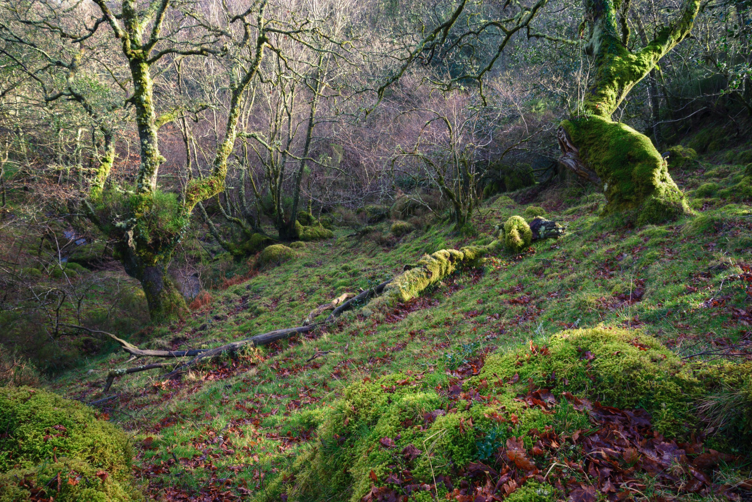 Sunlit mossy woodland glade in North Wales