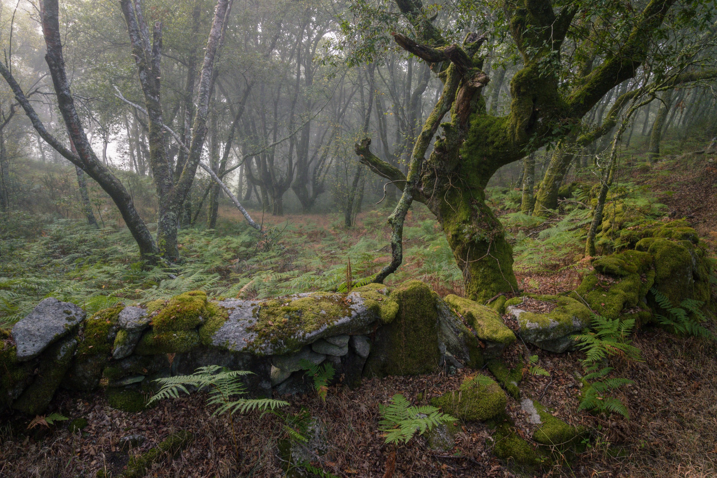 Misty oak woodland with a drystone wall, North Wales