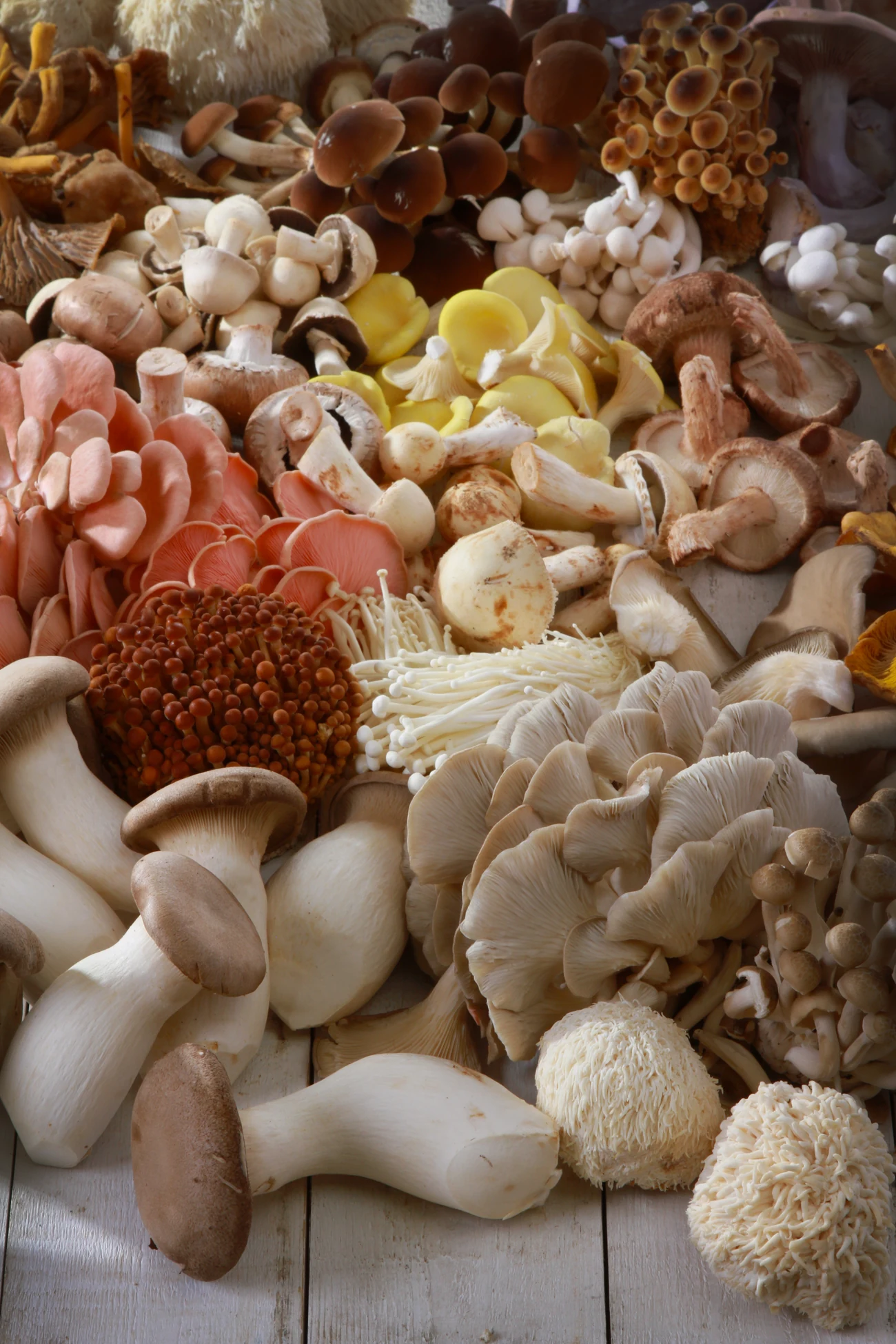 An assortment of the gourmet and functional mushrooms we work with